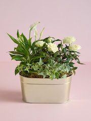 White Rose Real Plant in Trough - Image 1 of 4