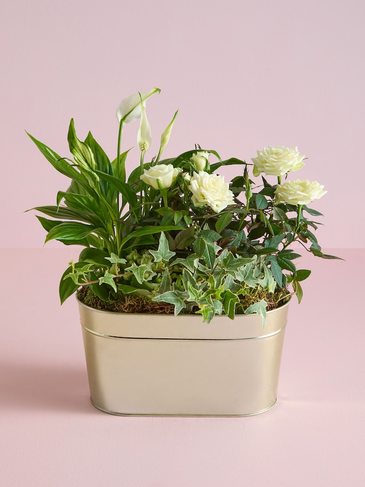 White Rose Real Plant in Trough - Image 1 of 4