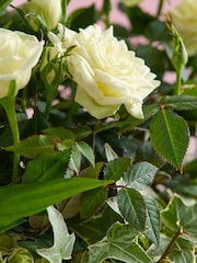 White Rose Real Plant in Trough - Image 2 of 4