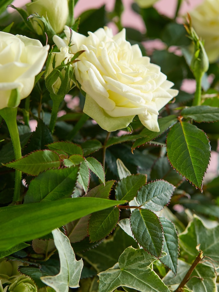 White Rose Real Plant in Trough - Image 2 of 4