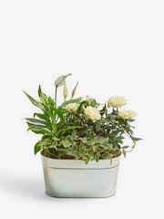 White Rose Real Plant in Trough - Image 3 of 4