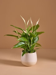 White Peace Lily Real Plant in Ceramic Pot - Image 1 of 4