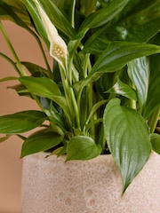 White Peace Lily Real Plant in Ceramic Pot - Image 2 of 4