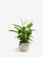 White Peace Lily Real Plant in Ceramic Pot - Image 3 of 4