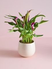White Calla Lily Real Plant in Ceramic Pot - Image 1 of 4