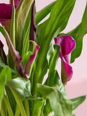 White Calla Lily Real Plant in Ceramic Pot - Image 2 of 4
