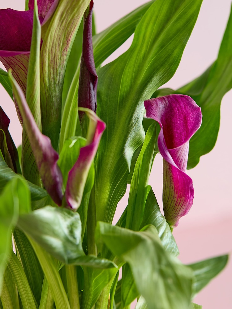 White Calla Lily Real Plant in Ceramic Pot - Image 2 of 4