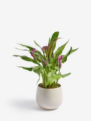 White Calla Lily Real Plant in Ceramic Pot - Image 3 of 4