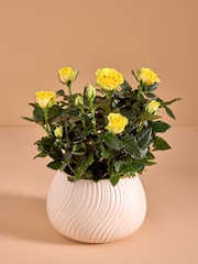 Yellow Rose Real Plant in Ceramic Pot - Image 1 of 4