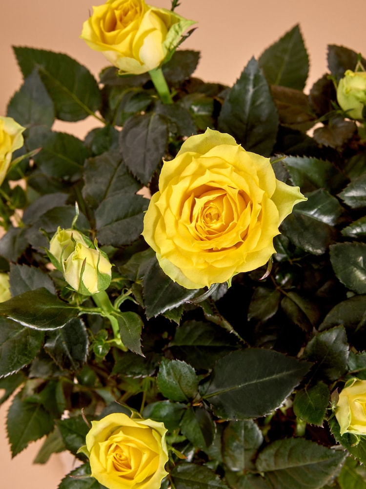 Yellow Rose Real Plant in Ceramic Pot - Image 2 of 4