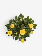 Yellow Rose Real Plant in Ceramic Pot - Image 4 of 4