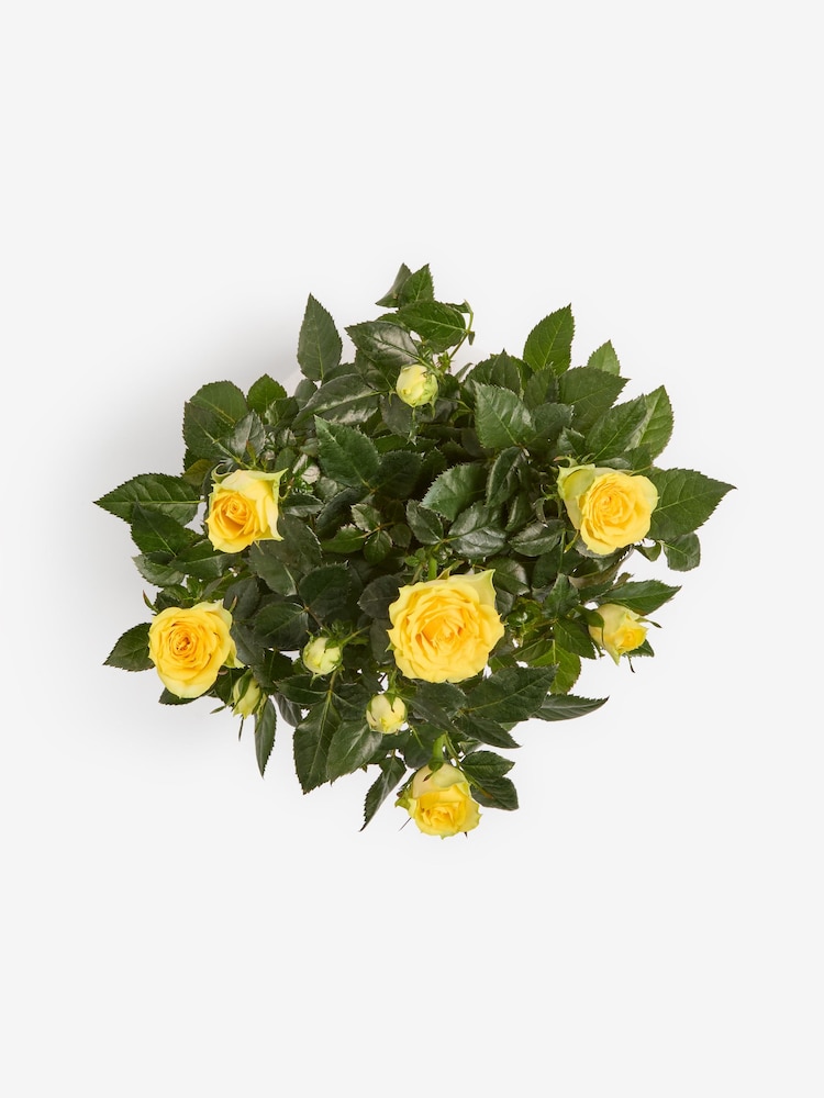 Yellow Rose Real Plant in Ceramic Pot - Image 4 of 4