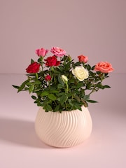 Bright Rose Real Plant in Ceramic Pot - Image 1 of 4