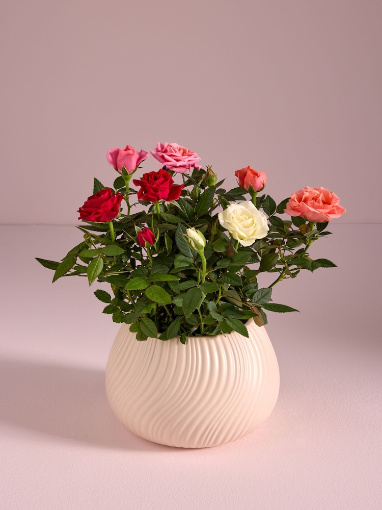 Bright Rose Real Plant in Ceramic Pot - Image 1 of 4