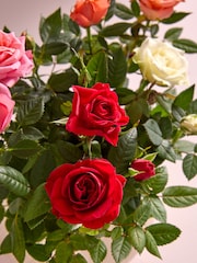 Bright Rose Real Plant in Ceramic Pot - Image 2 of 4