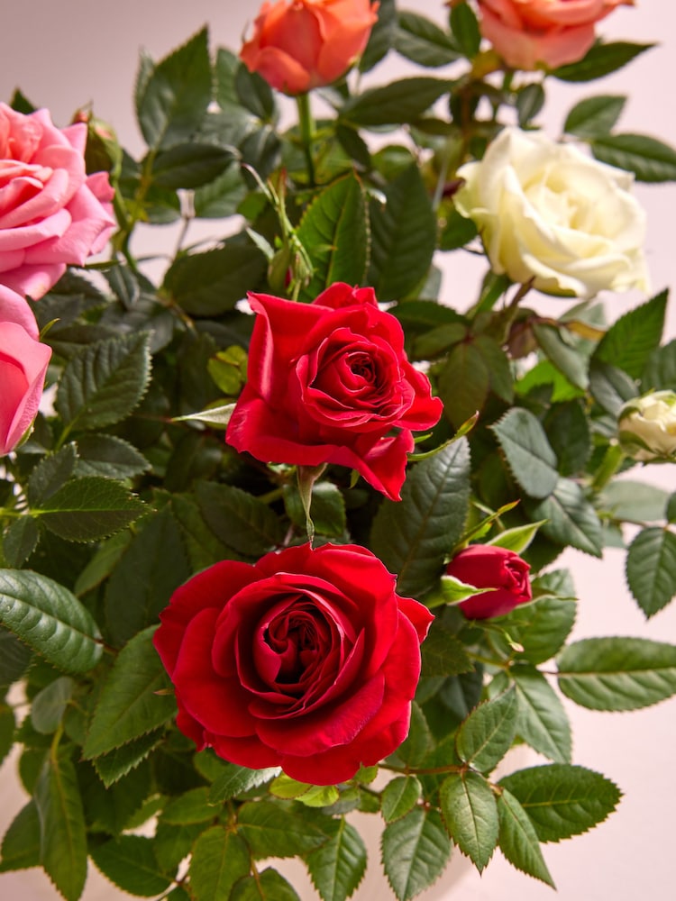 Bright Rose Real Plant in Ceramic Pot - Image 2 of 4