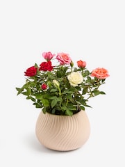 Bright Rose Real Plant in Ceramic Pot - Image 3 of 4