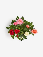 Bright Rose Real Plant in Ceramic Pot - Image 4 of 4