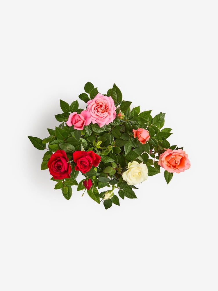 Bright Rose Real Plant in Ceramic Pot - Image 4 of 4