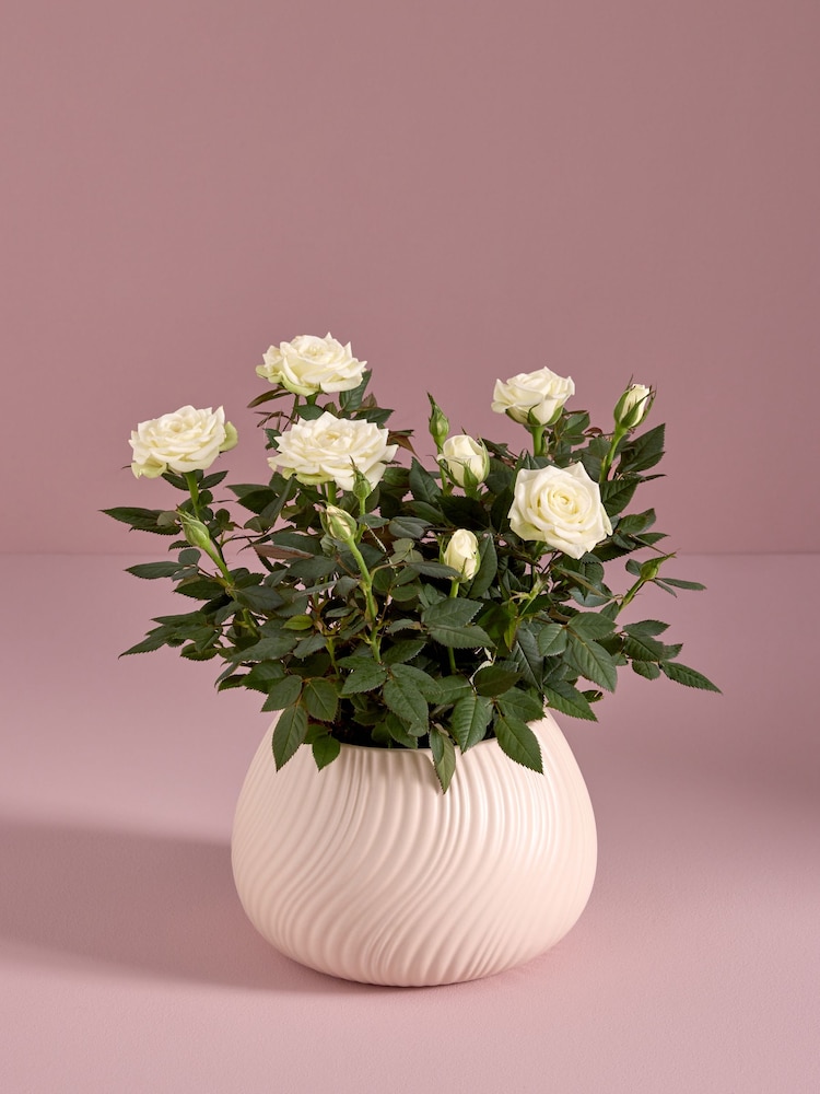 White Rose Real Plant in Ceramic Pot - Image 1 of 4