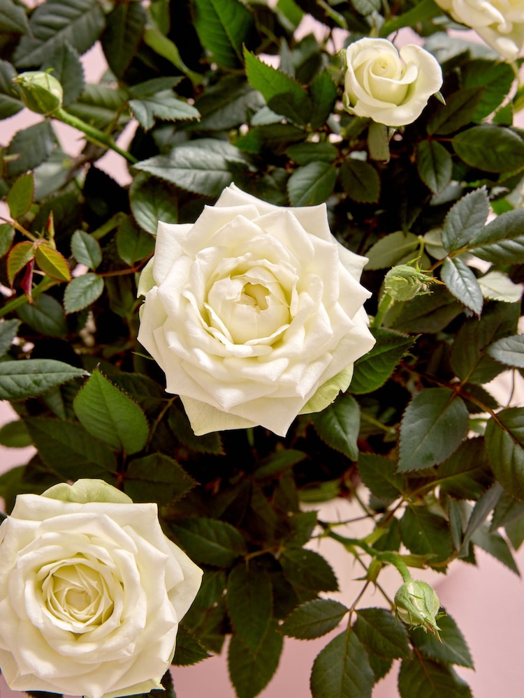 White Rose Real Plant in Ceramic Pot - Image 2 of 4