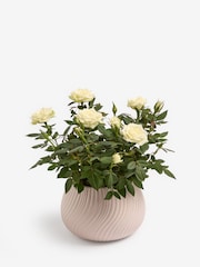 White Rose Real Plant in Ceramic Pot - Image 3 of 4