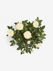 White Rose Real Plant in Ceramic Pot - Image 4 of 4