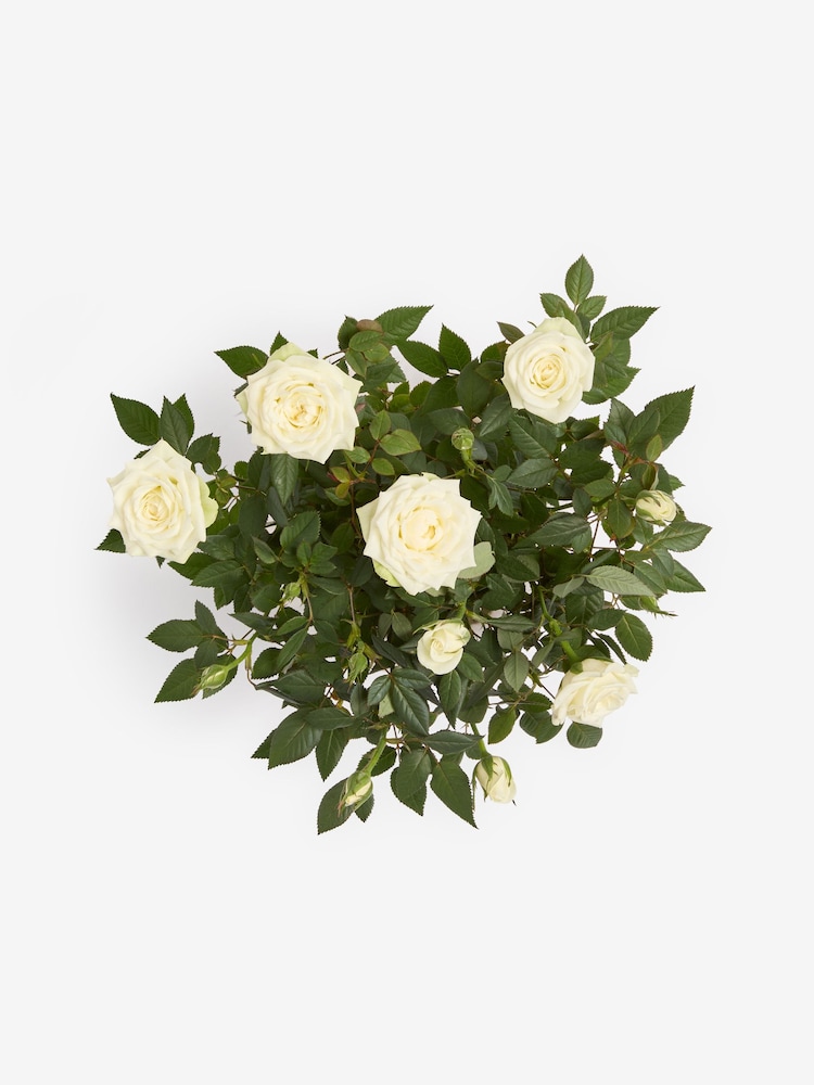 White Rose Real Plant in Ceramic Pot - Image 4 of 4