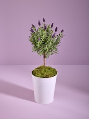 Lilac Purple Lavender Real Plant in Pail - Image 1 of 4