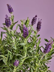 Lilac Purple Lavender Real Plant in Pail - Image 2 of 4
