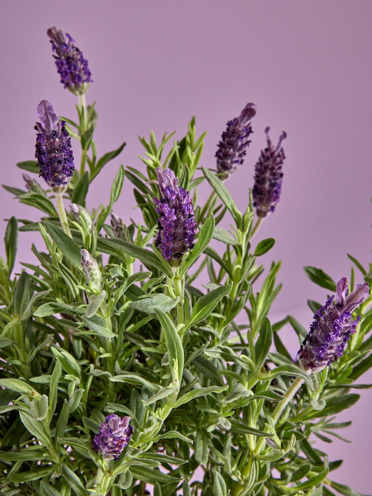 Lilac Purple Lavender Real Plant in Pail - Image 2 of 4