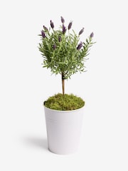 Lilac Purple Lavender Real Plant in Pail - Image 3 of 4