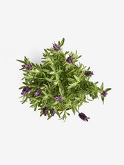Lilac Purple Lavender Real Plant in Pail - Image 4 of 4