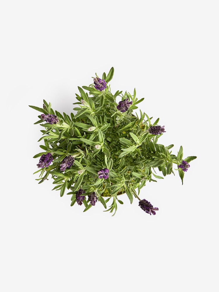 Lilac Purple Lavender Real Plant in Pail - Image 4 of 4