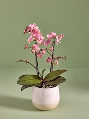 Pink Mother's Day Scented Orchid Real Plant in Ceramic Pot - Image 1 of 5