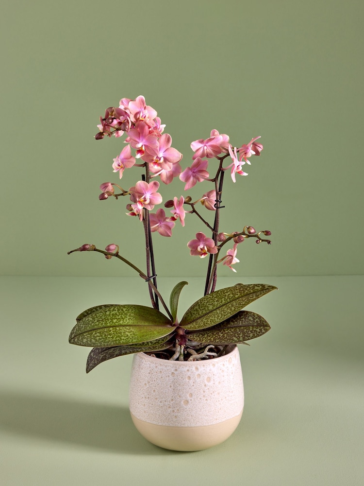 Pink Mother's Day Scented Orchid Real Plant in Ceramic Pot - Image 1 of 5