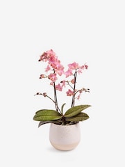 Pink Mother's Day Scented Orchid Real Plant in Ceramic Pot - Image 4 of 5