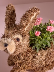 Pink Mother's Day Dianthus Real Plant in Bunny Planter - Image 2 of 4