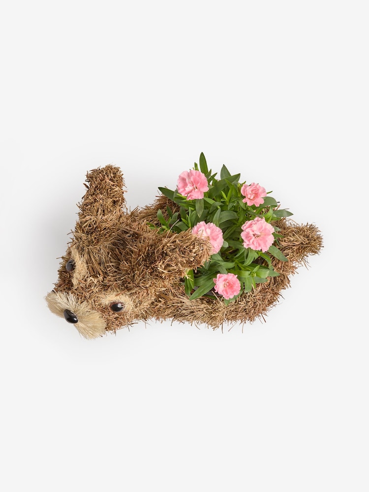 Pink Mother's Day Dianthus Real Plant in Bunny Planter - Image 4 of 4