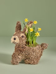 Yellow Daffodil Real Plant in Bunny Planter - Image 1 of 4