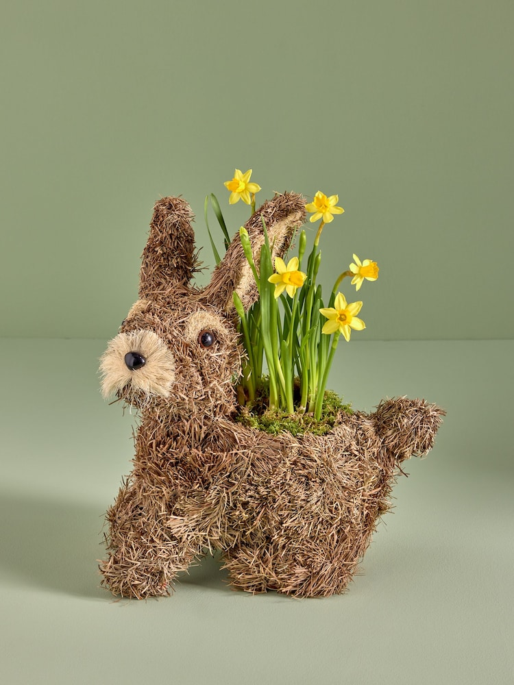 Yellow Daffodil Real Plant in Bunny Planter - Image 1 of 4
