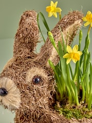 Yellow Daffodil Real Plant in Bunny Planter - Image 2 of 4