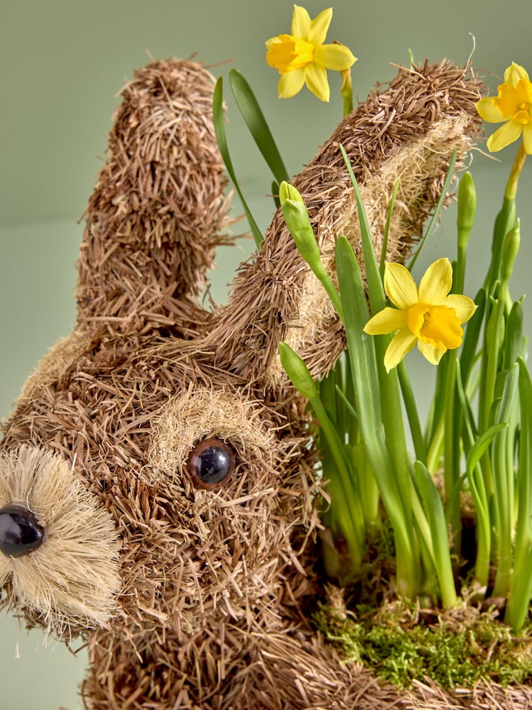 Yellow Daffodil Real Plant in Bunny Planter - Image 2 of 4