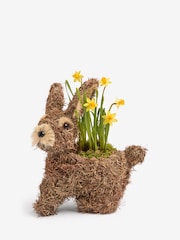 Yellow Daffodil Real Plant in Bunny Planter - Image 3 of 4