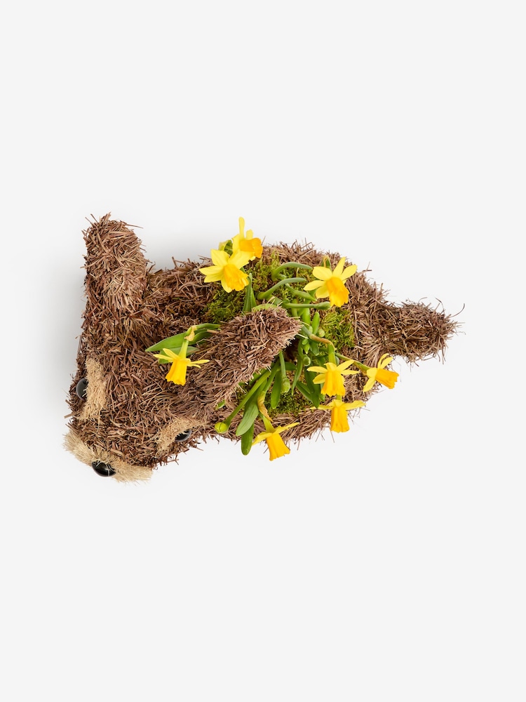 Yellow Daffodil Real Plant in Bunny Planter - Image 4 of 4