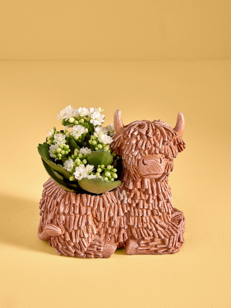 Yellow Kalanchoe Real Plant in Ceramic Hamish Pot - Image 1 of 4