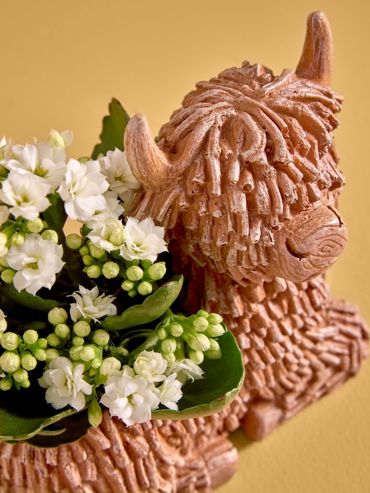 Yellow Kalanchoe Real Plant in Ceramic Hamish Pot - Image 2 of 4