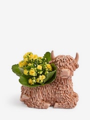 Yellow Kalanchoe Real Plant in Ceramic Hamish Pot - Image 3 of 4