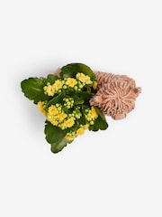 Yellow Kalanchoe Real Plant in Ceramic Hamish Pot - Image 4 of 4