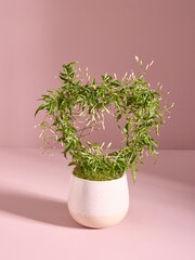 White Stephanotis Heart Shaped Real Plant in Ceramic Pot - Image 1 of 4
